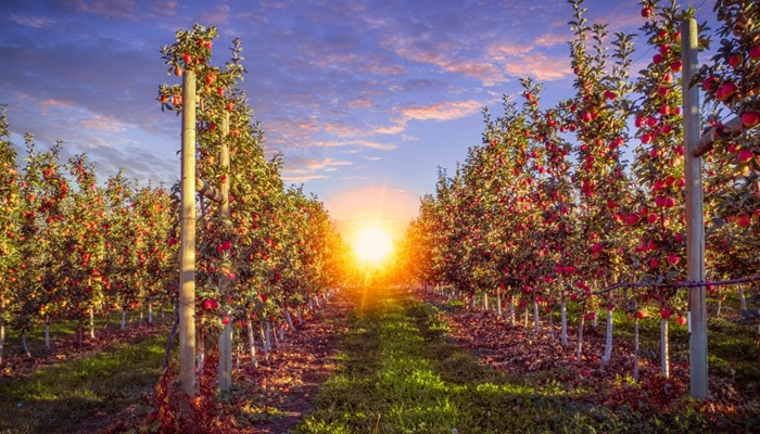 sunset orchard